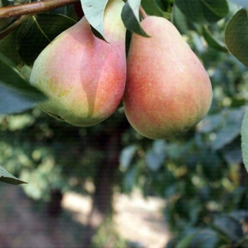 SANTA MARİA ARMUT FİDANI